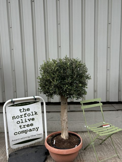 Olive Tree - Topiary Ball Shaped