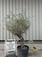 Gnarled patio Olive tree