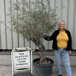 Gnarled patio Olive tree