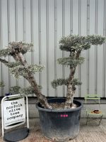 IMG_4017 Cloud-Pruned Olive Tree