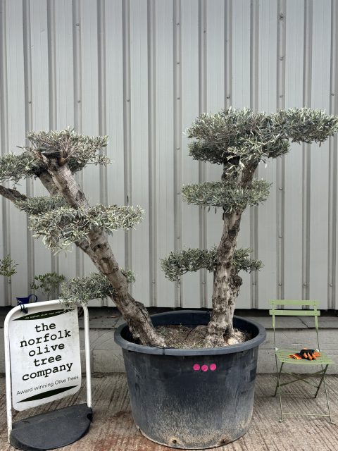 Cloud-Pruned Olive Tree