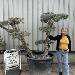 Cloud-Pruned Olive Tree