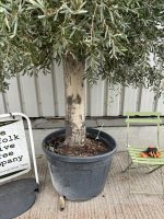 IMG_4031 Mature Tall Arbequina Olive Tree