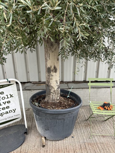 Mature Tall Arbequina Olive Tree