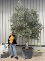 IMG_4037 Mature Tall Arbequina Olive Tree