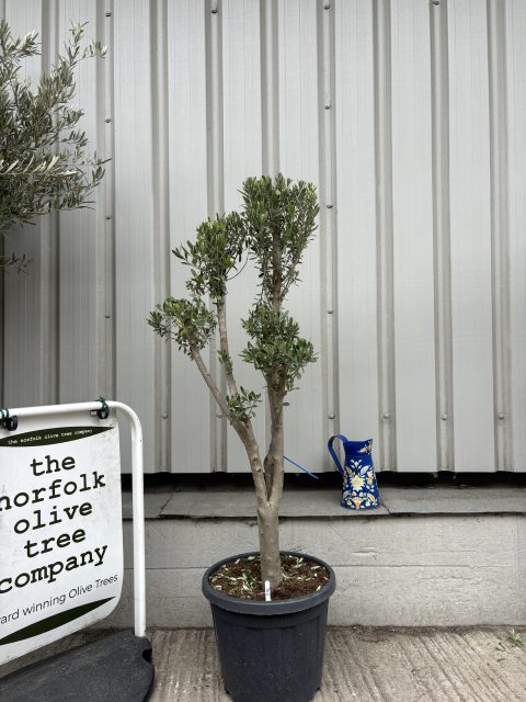 Cloud-Pruned Olive Tree