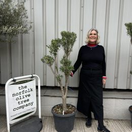 Cloud-Pruned Olive Tree | Niwaki Olive Trees for Sale UK – The Norfolk Olive Tree Company