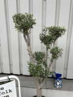 IMG_4170 Cloud-Pruned Olive Tree