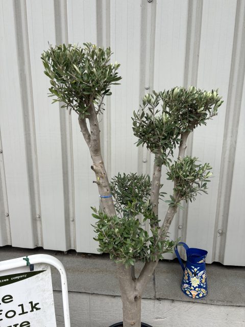 Cloud-Pruned Olive Tree
