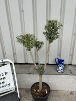 IMG_4175 Cloud-Pruned Olive Tree