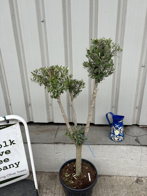 Cloud-Pruned Olive Tree