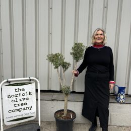 Cloud-Pruned Olive Tree | Niwaki Olive Trees for Sale UK – The Norfolk Olive Tree Company