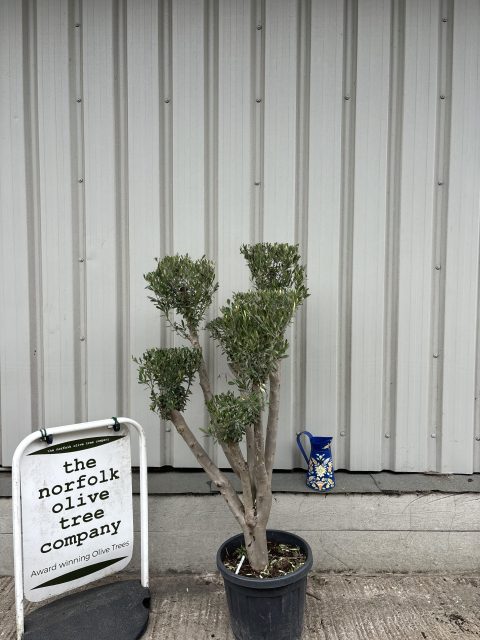 Cloud-Pruned Olive Tree