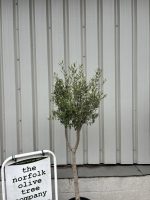 IMG_4210 Young Hojiblanca Olive Tree