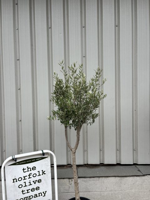 Young Hojiblanca Olive Tree
