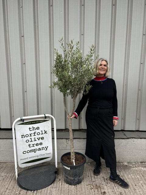 IMG_4211 Young Hojiblanca Olive Tree