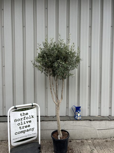 Young Hojiblanca Olive Tree