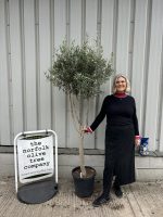 Young Hojiblanca Olive Tree