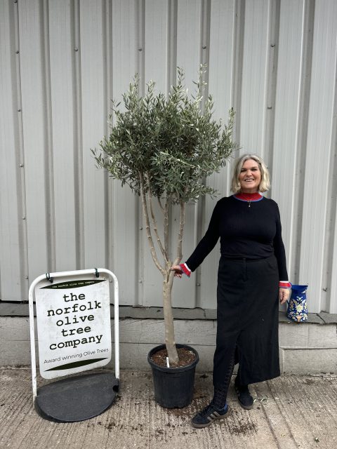 Young Hojiblanca Olive Tree