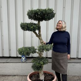 Tuscan Cloud Olive Tree – Niwaki-Inspired Olive (Tuscany)