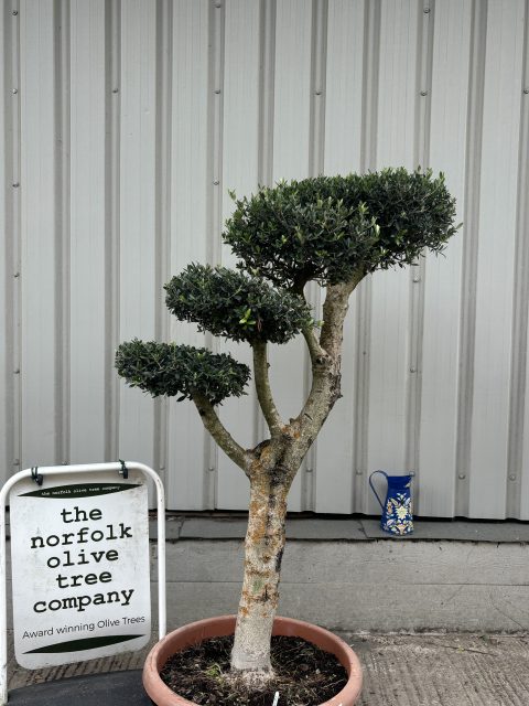 cloud olive tree Tuscany