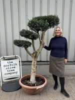 cloud olive tree Tuscany