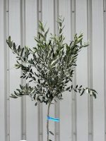 IMG_4287 Leccio del Corno Olive Tree