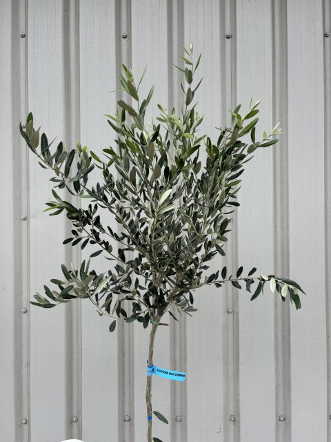 Leccio del Corno Olive Tree