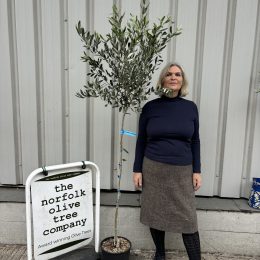 Leccio del Corno Olive Tree