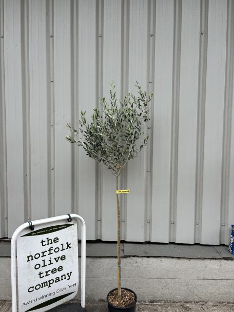 Frantoio Olive Tree
