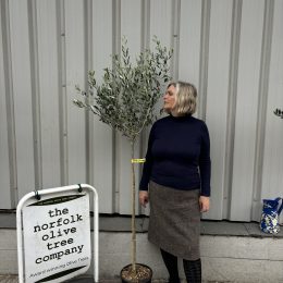 Frantoio Olive Tree – Hardy, self fertile Tuscan variety- delivery included