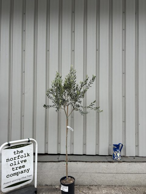 Olive grove bundle