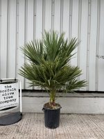 IMG_4335 Brahea edulis (Guadalupe Palm)