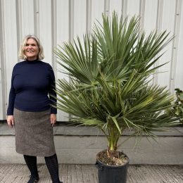 Brahea edulis (Guadalupe Palm)