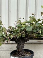 IMG_4342 Mature Italian Grapevine
