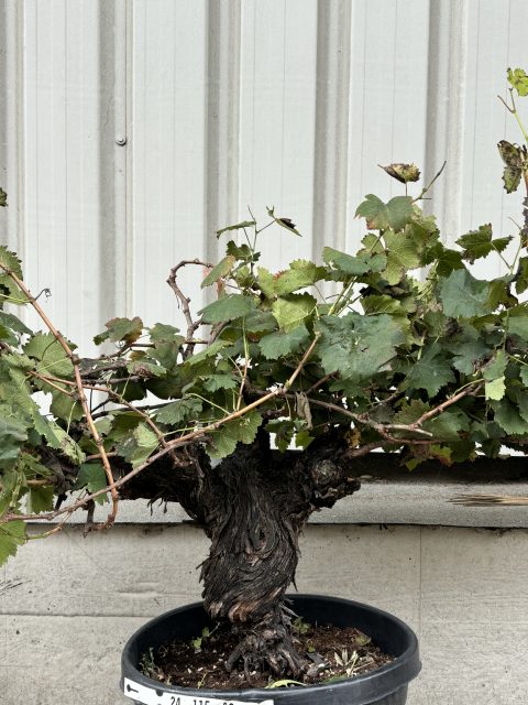 Mature Italian Grapevine