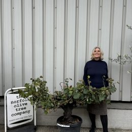 Mature Italian Grapevine