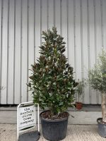IMG_4515 Large Magnolia Grandiflora ‘Gallisoniensis’