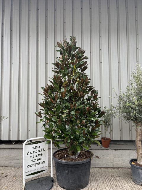 Large Magnolia Grandiflora ‘Gallisoniensis’