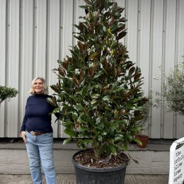 Large Magnolia Grandiflora ‘Gallisoniensis’