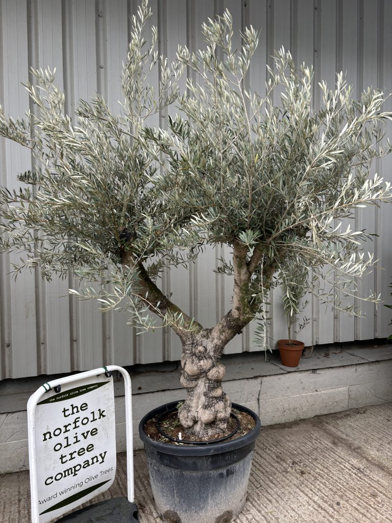 Olive Trees for Sale UK