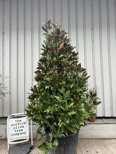 Large Magnolia Grandiflora ‘Gallisoniensis’