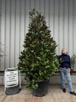 Large Magnolia Grandiflora ‘Gallisoniensis’