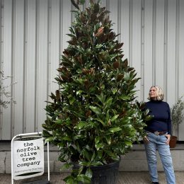 Large Magnolia Grandiflora ‘Gallisoniensis’
