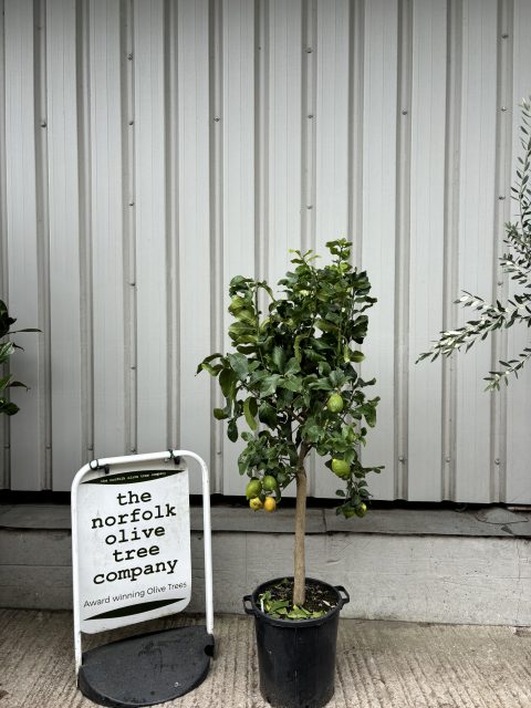 Lemon tree