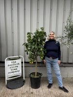 IMG_4537 Lemon trees for sale