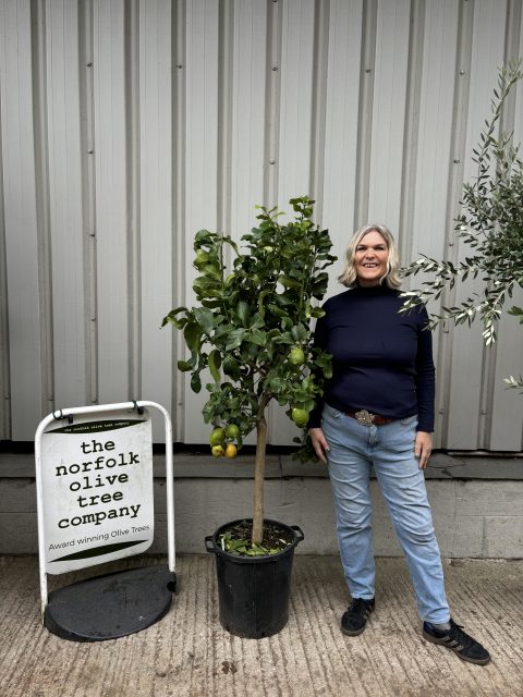 IMG_4537 Lemon trees for sale