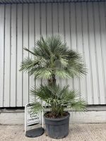 IMG_4561 Chamaerops Humilis