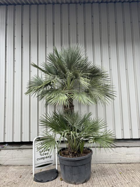 Chamaerops Humilis