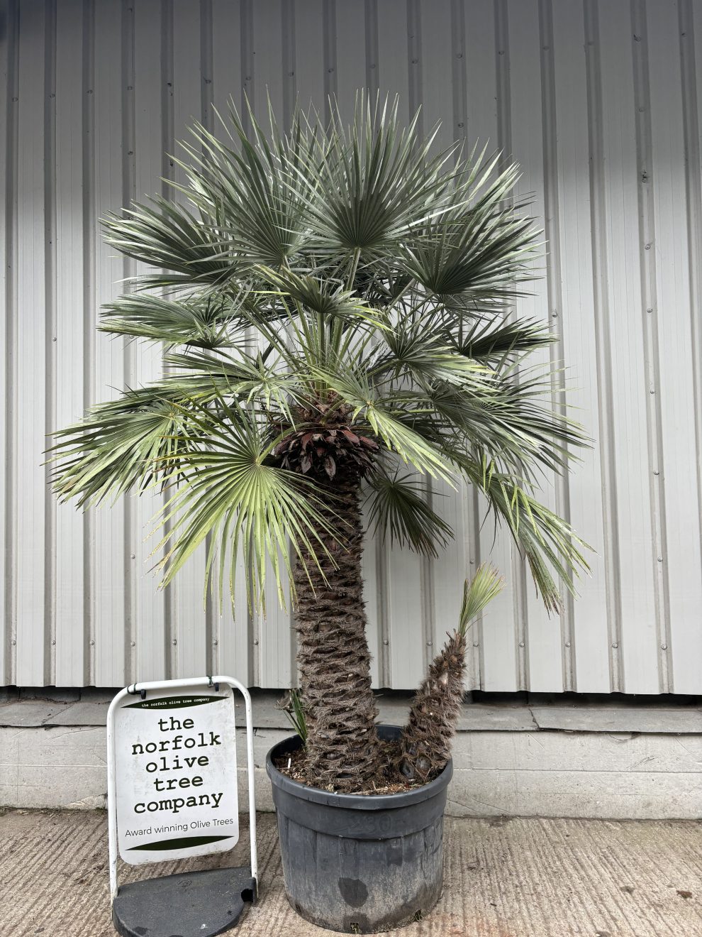 Chamaerops Humilis - The Norfolk Olive Tree Company